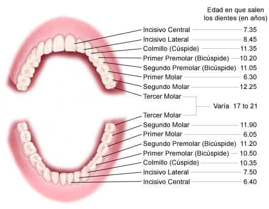 dientes-permanentes